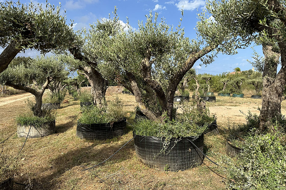 Viveros Cipri, empresa especializada en la venta de olivos centenarios en Badajoz. Olivos olea europea.