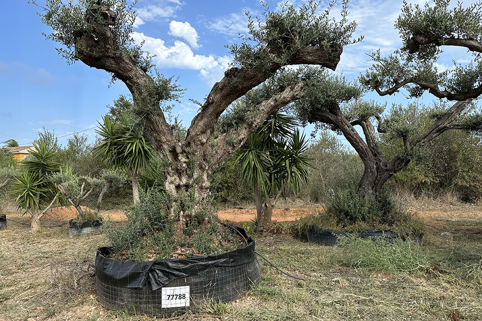 Viveros Cipri, empresa especializada en la venta de olivos centenarios en Badajoz. Olivos centenarios tipo bonsái.